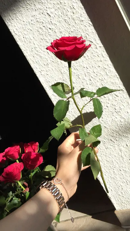 تصویر باکیفیت عالی از گل رز زیبای قرمز مخصوص پروفایل موبایل