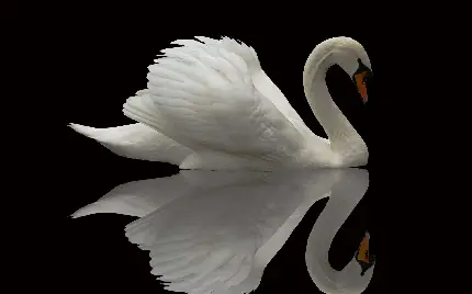 عکس زمینه موبایل از انعکاس زیبای تصویر پرنده قو در آب با زمینه مشکی 