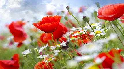 دانلود عکس پروفایل شگفت انگیز از گل‌های شقایق قرمز رنگ وحشی و  گل‌های بابونە باکیفیت HD
