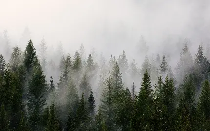 تصویر زیبا و شگفت انگیز از جنگل مه آلود پاییزی برای کامپیوتر