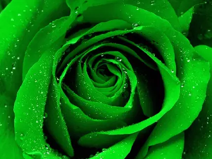 تصویر استوک از گل رز باطراوت سبز رنگ با قطرات ریز آب رویش