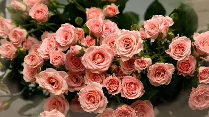 والپیپر شیک و فوق العاده با طرح گل رز های هلویی جذاب 