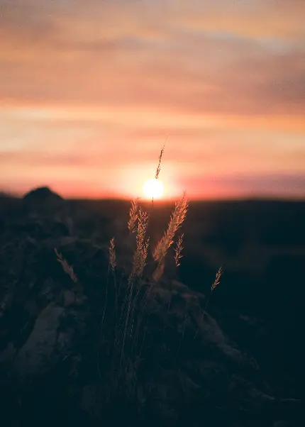 تصویر خوشه گندم با زمینه مات غروب آفتاب مخصوص نوشتن متن احساسی