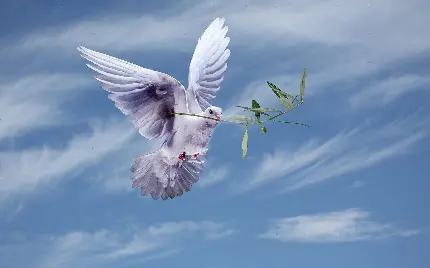 تصویر نو باکیفیت hd از کبوتر بال گشوده که در حال حمل شاخه ی سبز