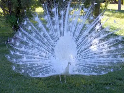 دانلود عکس استوک پرهای طاووس سفید مثل برف در نور کم خورشید
