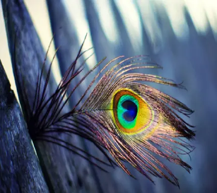 عکس پروفایل چشم نواز با نقش پر طاووس با کیفیت Full HD