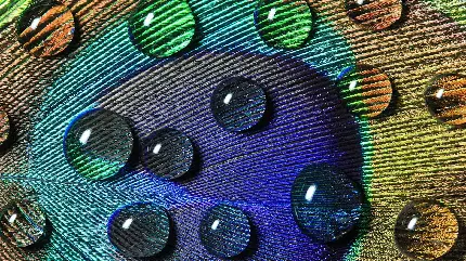 عکس هنری بی نظیر پر طاووس با قطرات شبنم با کیفیت HD