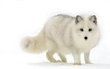 عکسی دیدنی از روباه سفید قطبی مناسب بک گراند