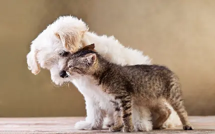 بک گراند کیوت دیدنی از دوستی سگ و گربه کوچولو و معصوم برای ویندوز 12