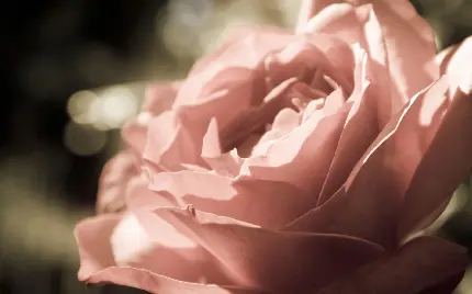 تصویر شیک و منحصر به فرد از گل رز زیبا برای پست اینستاگرام 
