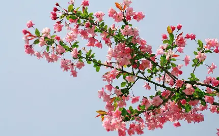 دانلود عکس استوک از نمای راست شاخه ی گل بگونیا