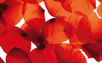 عکس زیبا از گلبرگ‌های نارنجی رنگ گل شقایق وحشی باکیفیت اچ دی برای پروفایل