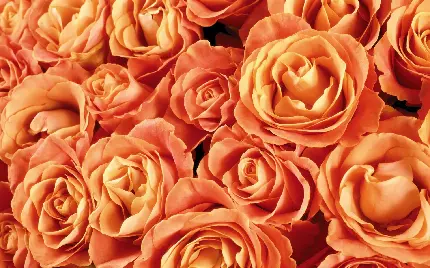 زمینه شاهکار با طرح گل رز هلویی رنگ برای ویندوز 11