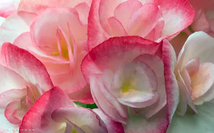 تصویر استوک چند گل بگونیا با سە طیف رنگ صورتی