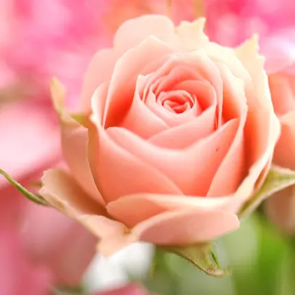 تصویر زمینه رویایی گل رز هلویی رنگ برای دسکتاپ 