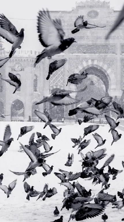 پوستر سیاه و سفید از تعداد زیادی کبوتر پرواز کننده در هوای برفی امامزاده