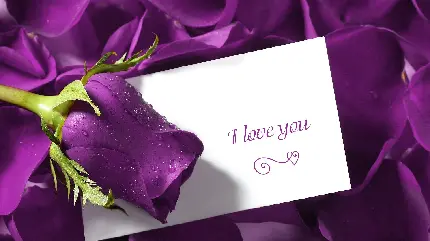 عکس کارت پستال عاشقانه i love you به همراه رز بنفش لاکچری