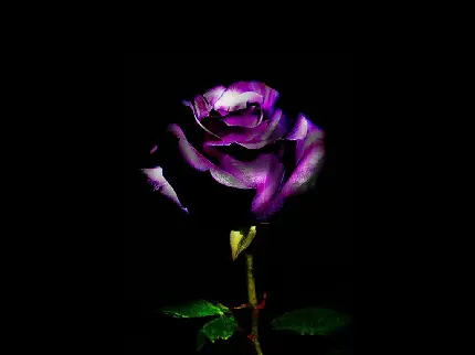 عکس زمینە یک شاخە گل رز بنفش پژمردە در زمینە مشکی و تاریک