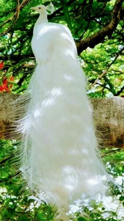پوستری خارق العاده از طاووس سفید با پرهای بسته روی تنه‌ی درخت جنگلی