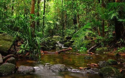 تصویر زمینە خاص تبلت از جنگل و چوبهای شکستە و سنگهای میان آب در رودخانه آمازون