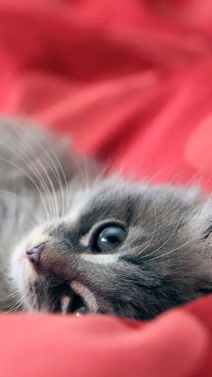پوستر گربه ملوس و آرام که روی پتوی صورتی خوابیده