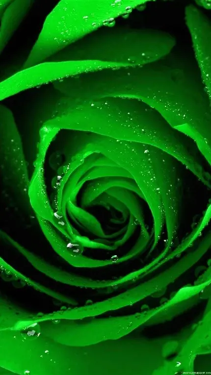 پوستر بە یادماندنی گل رز سبز رنگ با قطرات شبنم درخشان باکیفیت اچ دی