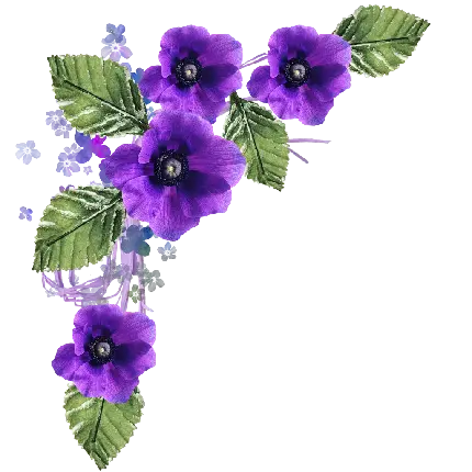 عکس زمینه گل بنفش برای کارت تبریک با فرمت PNG رایگان 