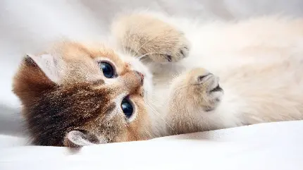 دانلود عکس بچه گربه خوشگل و دوست داشتنی برای اینستاگرام