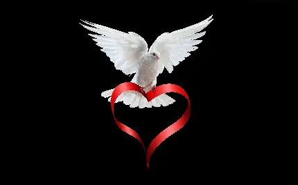 عکس زمینه ی رمانتیک، کبوتر سفید بال گشوده، با قلب قرمز