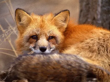 برترین بک گراند روباه نارنجی رنگ نشسته با دم نرم و لطیف