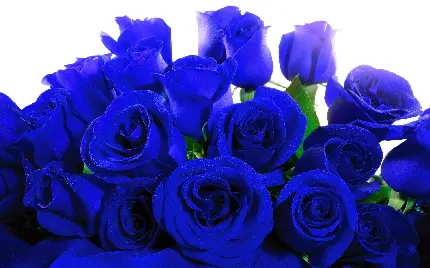 دانلود رایگان عکس گل های رز با رنگ آبی و زمینه سفید برای پست اینستاگرام