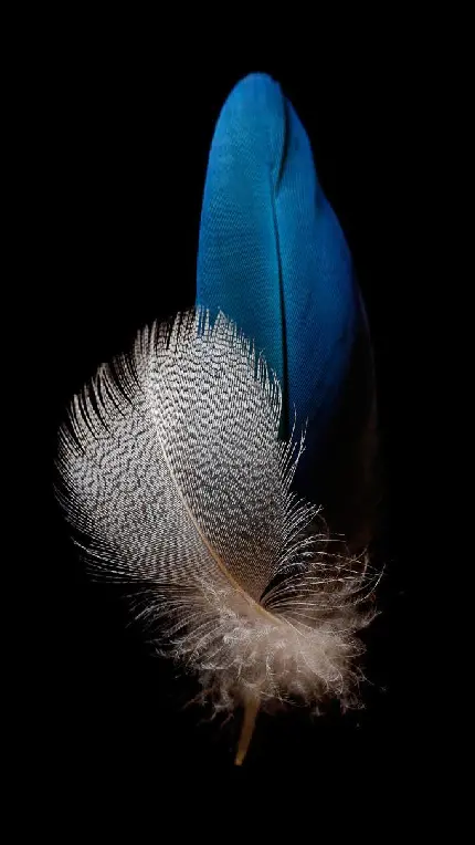 دانلود بک گراند پرهای بسیار زیبا پرنده مناسب تبلت هواوی Huawei