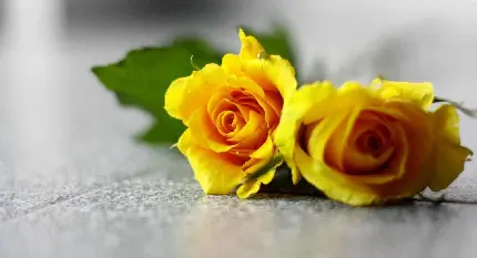 عکس استوک گل رز زرد عاشقانه برای پروفایل با کیفیت 8k 
