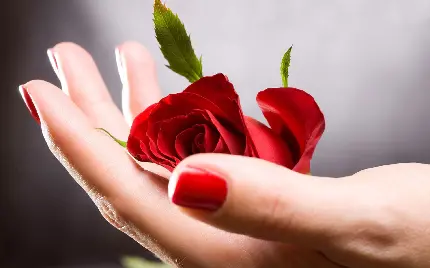 عکس زمینە ی شگفت انگیز از گل رز سرخ در دستی با لاک قرمز