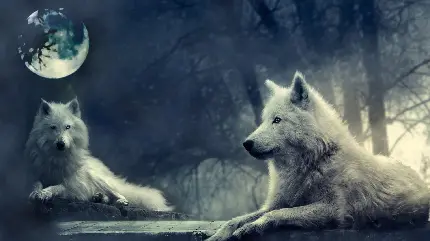 نمای خاص از دو گرگ زیبا در حضور ماه آسمان 