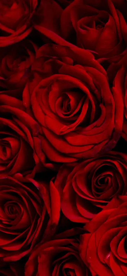 دانلود عکس گل رز قرمز برای تصویر زمینه موبایل