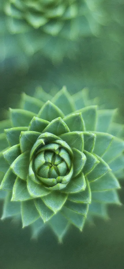 عکس از نمای نزدیک گیاه سبز برای زمینه گوشی اپل 