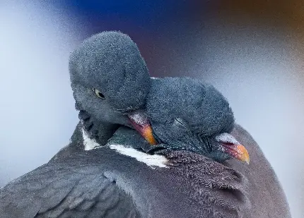 تصویری عاشقانه از دو کبوتر ناز در آغوش هم مناسب گوشی