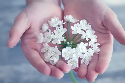 عکسی از گل سفید زیبا در دست برای والپیپر لپ تاپ