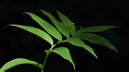  تصویر زمینه دلنشین از برگ سبز گیاه با زمینه مشکی 