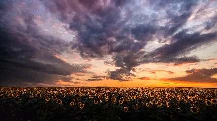 تصویر زمینه گل های آفتابگردان در غروب 12K مخصوص دسکتاپ ویندوز
