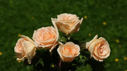 تصویر زمینه جدید از گل رز های زیبا و چشمگیر به رنگ هلویی 