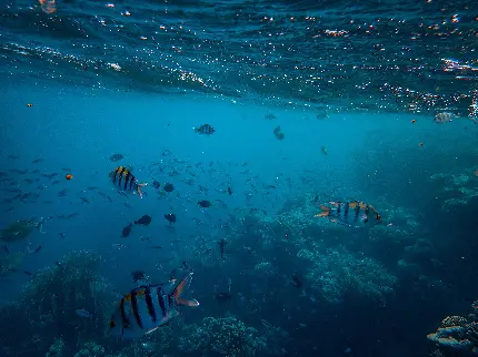 جدیدترین پس زمینه اقیانوس با ماهی های تماشایی و خارق العاده اش