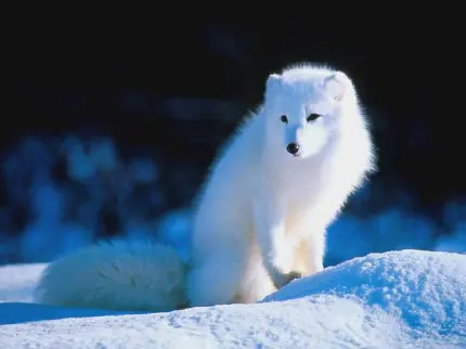 والپیپر باکیفیت از روباه سفید قطبی نشسته در میان برف