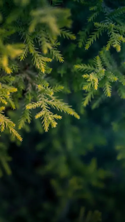 دانلود تصویر عمودی از طبیعت زیبای سبز برای استوری 