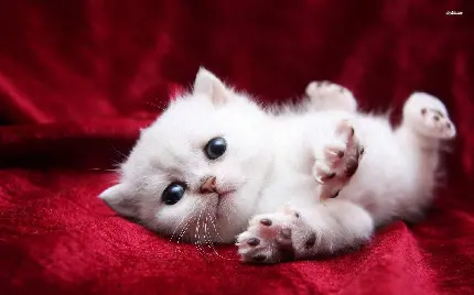 عکس استوک جدید از بچه گربه کیوت و دوست داشتنی HD