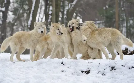 والپیپر بی نظیر 4K از گله گرگ های سفید در زمستان