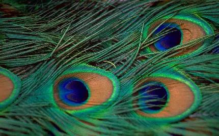 تازه ترین عکس پر طاووس با رنگ های جذاب و زیبا با کیفیت ویژه برای اینستاگرام 