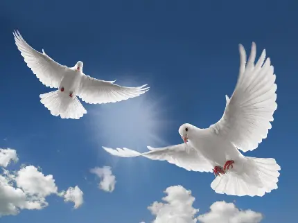 تصویر پر شور و زیبا از دو کبوتر بال و پر گشوده سفید در آسمان آبی نیلی