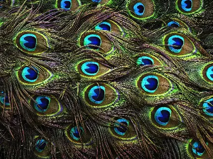 والپیپر چشم نواز با نقش پر طاووس با کیفیت عالی 4k